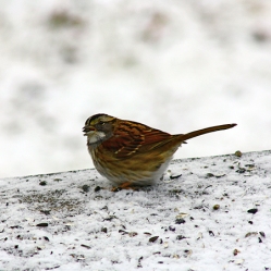 snowsparrow