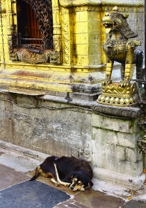 swayambhunathdog