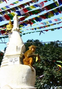 swayambhunathmonkey