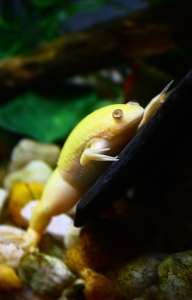 albinofrog