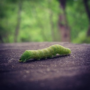 caterpillaryo